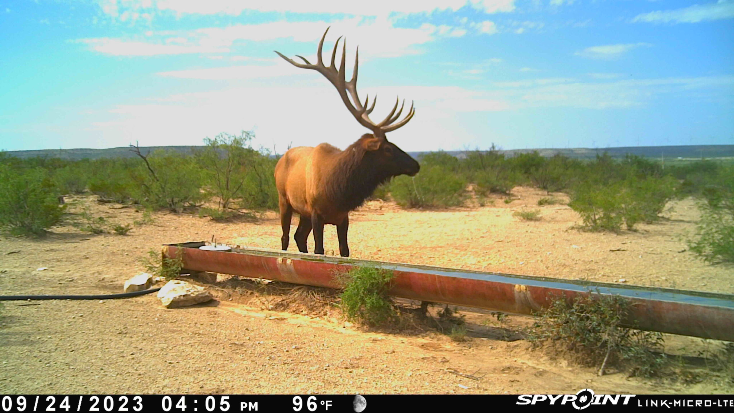bigbullwest4